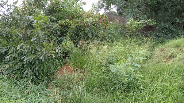 고촌태리 노관호님 묘지벌목 의뢰건