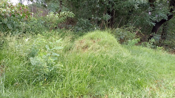 고촌태리 노관호님 묘지벌목 의뢰건