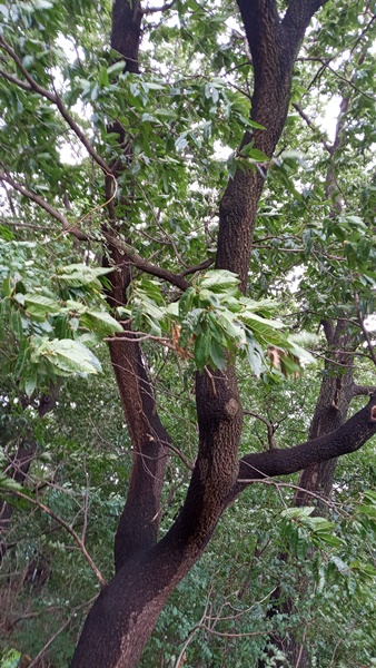 고촌태리 노관호님 묘지벌목 의뢰건