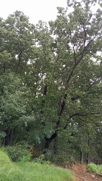 고촌태리 노관호님 묘지벌목 의뢰건