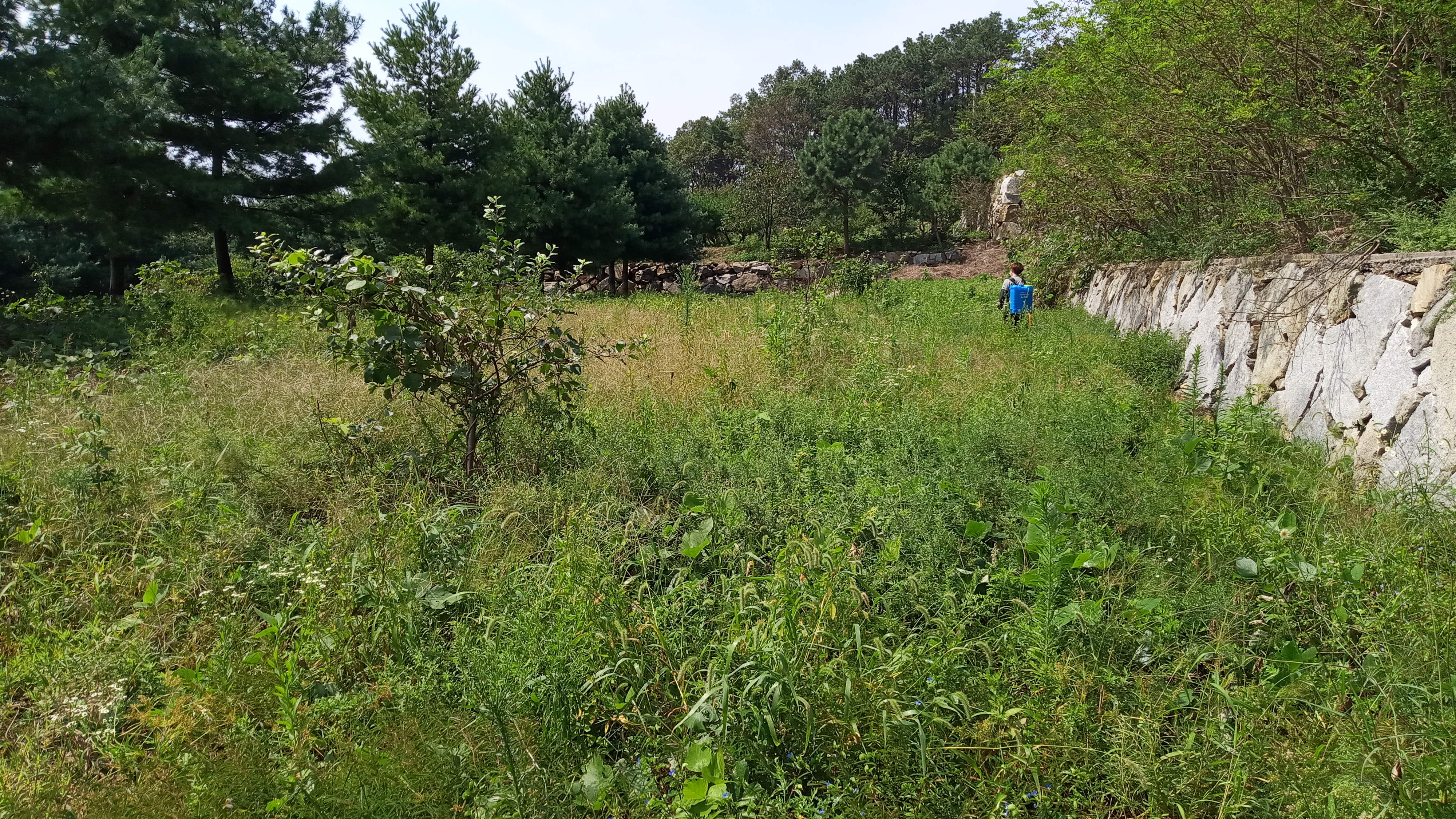 강화군 장화리 최은영님 제초 의뢰건